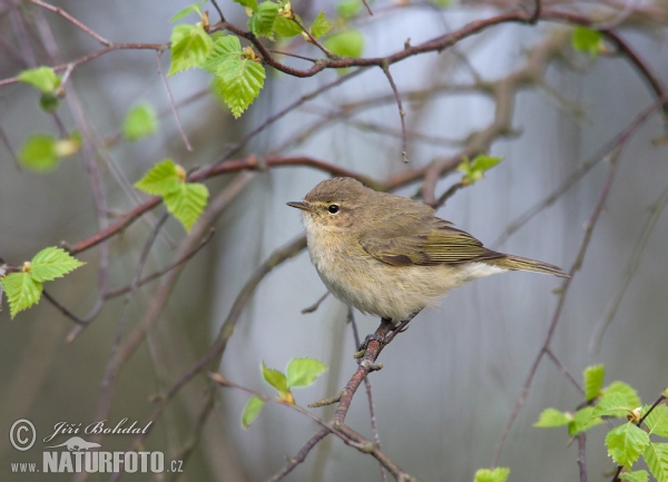 Budníček menší (Phylloscopus collybita)