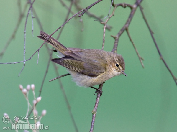 Budníček menší (Phylloscopus collybita)