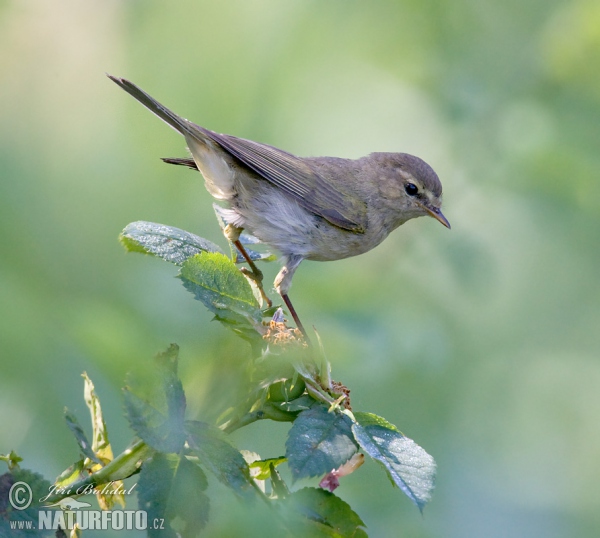 Budníček menší (Phylloscopus collybita)