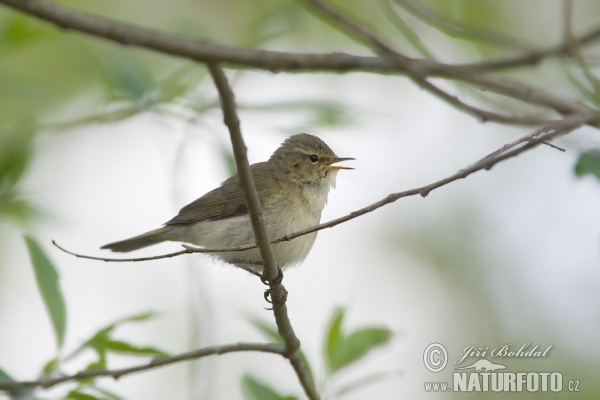 Budníček menší (Phylloscopus collybita)