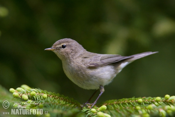 Budníček menší (Phylloscopus collybita)