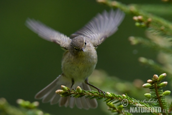 Budníček menší (Phylloscopus collybita)