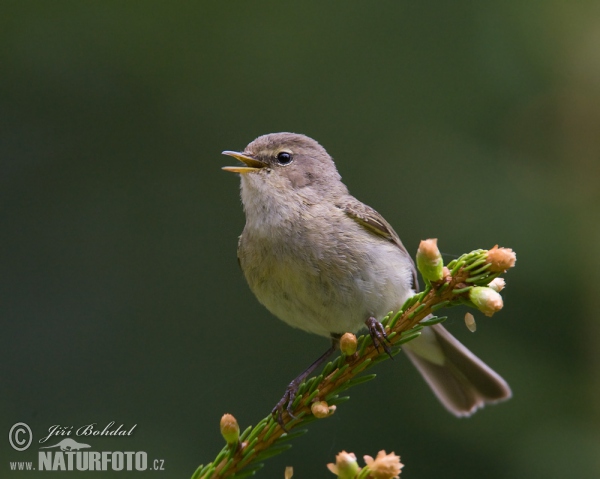 Budníček menší (Phylloscopus collybita)