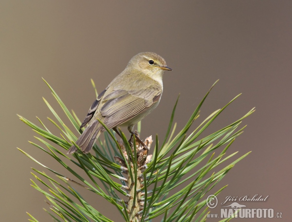 Budníček menší (Phylloscopus collybita)