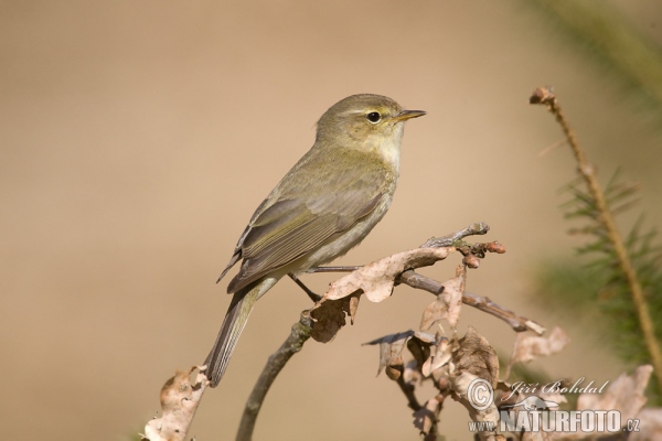 Budníček menší (Phylloscopus collybita)