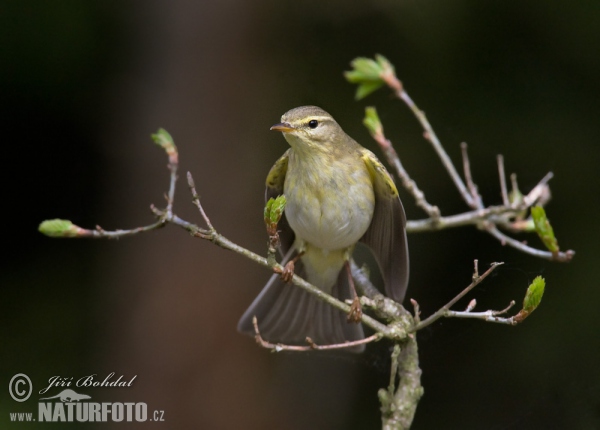 Budníček větší (Phylloscopus trochilus)