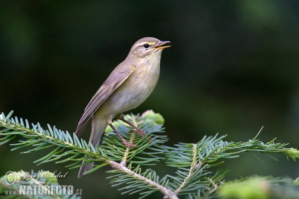 Budníček větší (Phylloscopus trochilus)