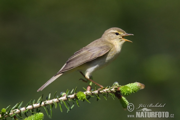 Budníček větší (Phylloscopus trochilus)