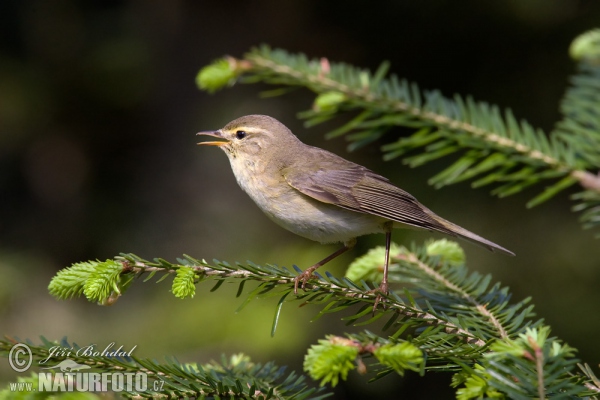 Budníček větší (Phylloscopus trochilus)