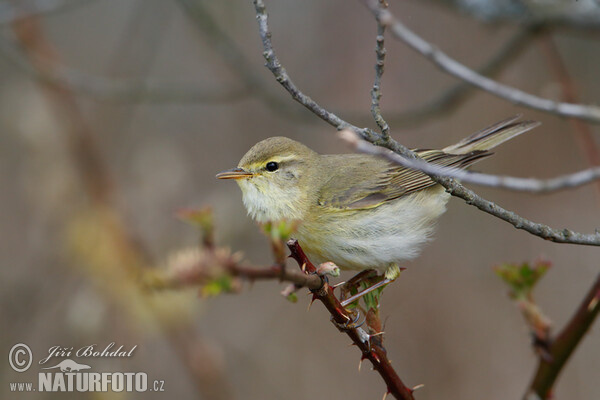 Budníček větší (Phylloscopus trochilus)