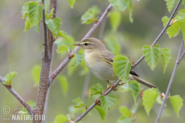 Budníček větší (Phylloscopus trochilus)