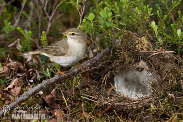 Budníček větší (Phylloscopus trochilus)