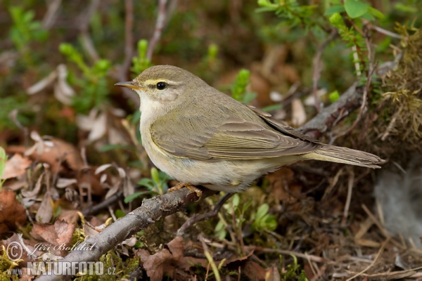 Budníček větší (Phylloscopus trochilus)