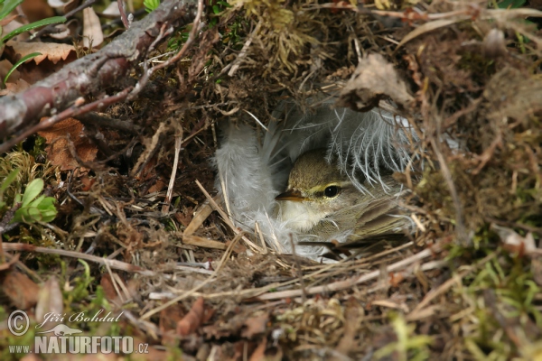 Budníček větší (Phylloscopus trochilus)