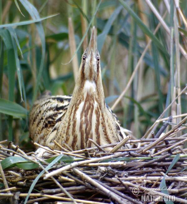 Bukač velký (Botaurus stellaris)