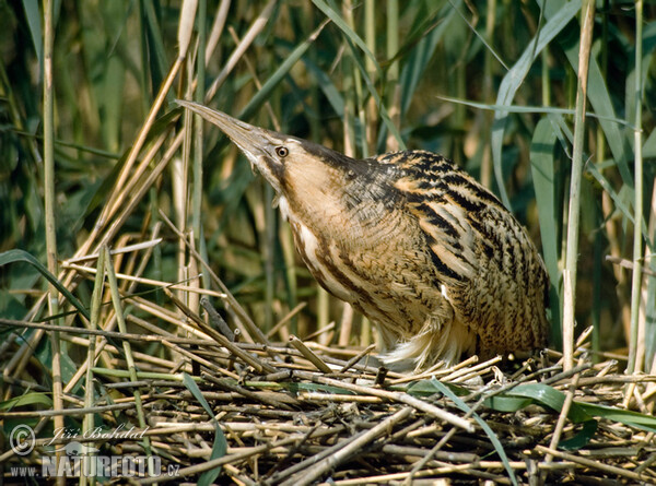 Bukač velký (Botaurus stellaris)