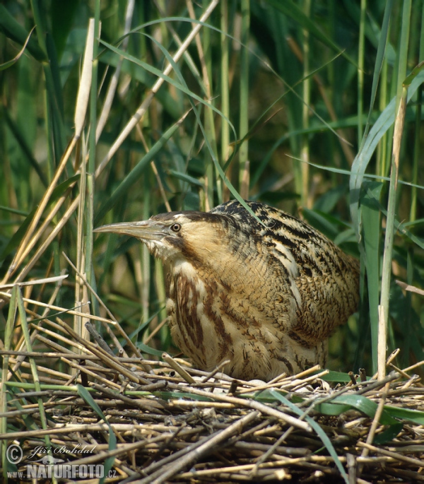 Bukač velký (Botaurus stellaris)