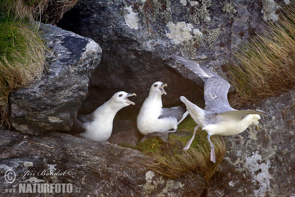 Buřňák lední (Fulmarus glacialis)