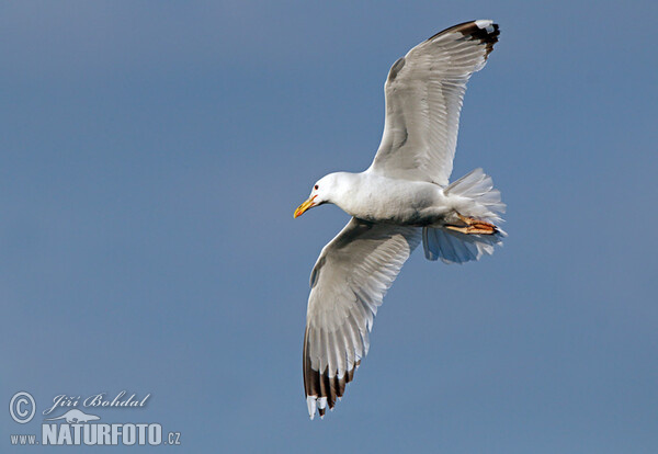 Čajka (Larus cachinnans)