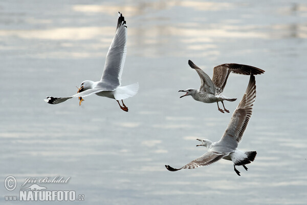 Čajka (Larus cachinnans)