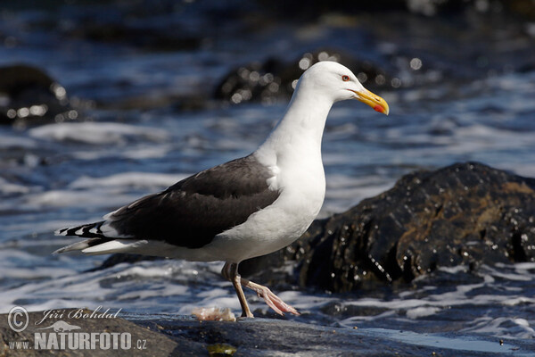 Čajka morská (Larus marinus)