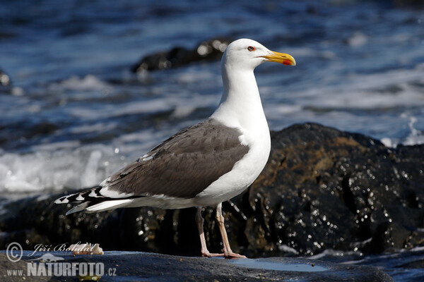 Čajka morská (Larus marinus)