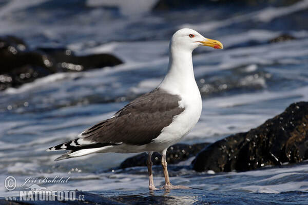 Čajka morská (Larus marinus)