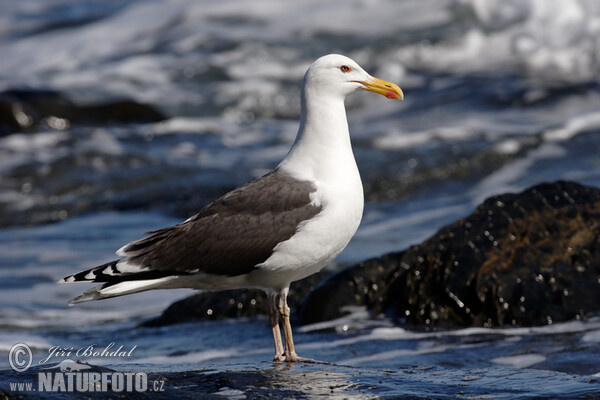 Čajka morská (Larus marinus)