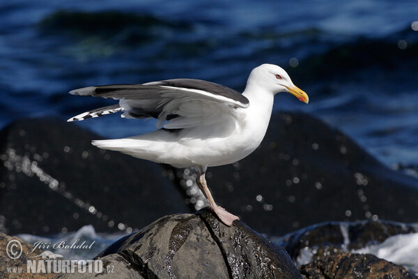 Čajka morská (Larus marinus)