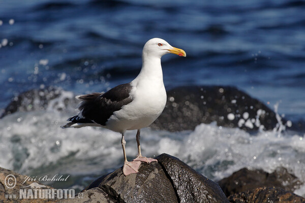 Čajka morská (Larus marinus)