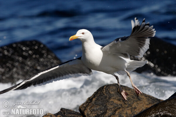 Čajka morská (Larus marinus)