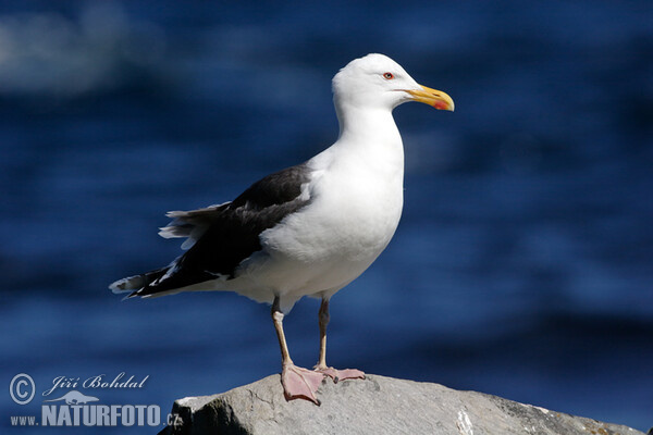 Čajka morská (Larus marinus)