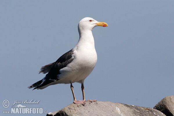 Čajka morská (Larus marinus)