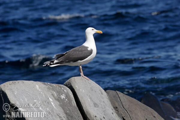 Čajka morská (Larus marinus)