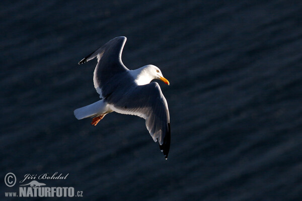 Čajka morská (Larus marinus)