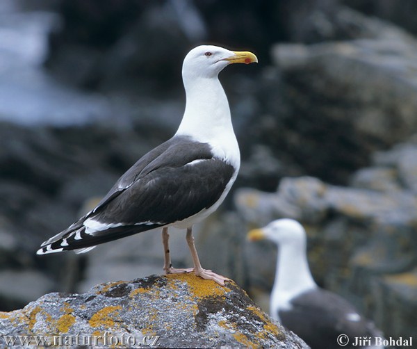 Čajka morská (Larus marinus)