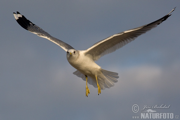 čajka sivá (Larus canus)