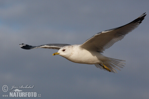 čajka sivá (Larus canus)