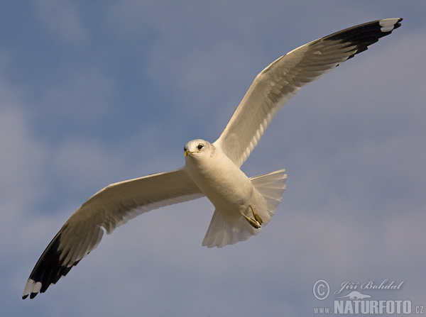 čajka sivá (Larus canus)