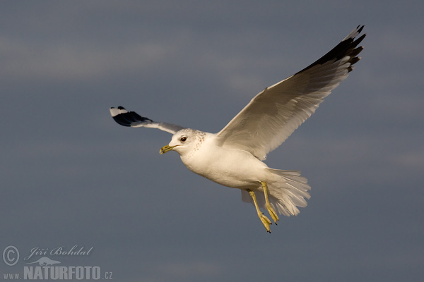 čajka sivá (Larus canus)