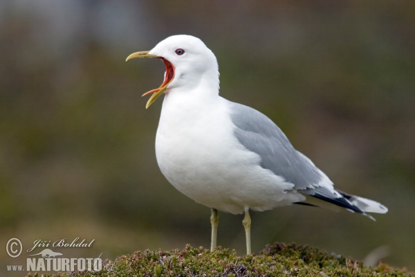 čajka sivá (Larus canus)