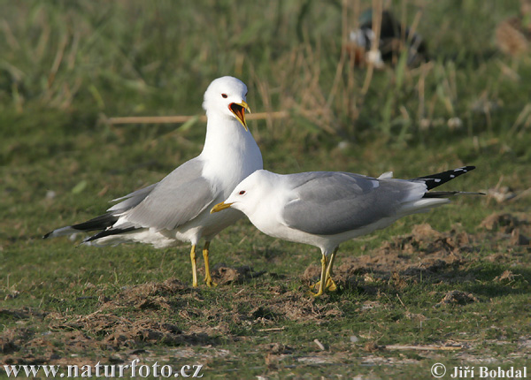 čajka sivá (Larus canus)