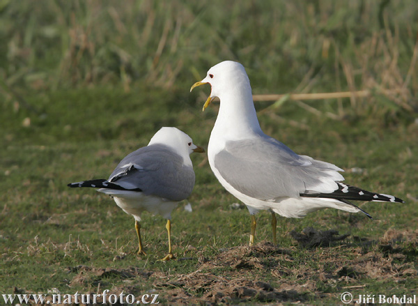 čajka sivá (Larus canus)