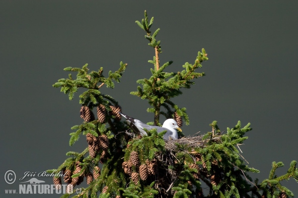 čajka sivá (Larus canus)