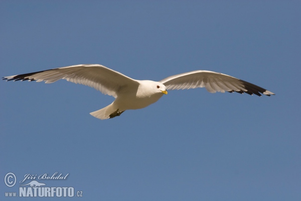 čajka sivá (Larus canus)