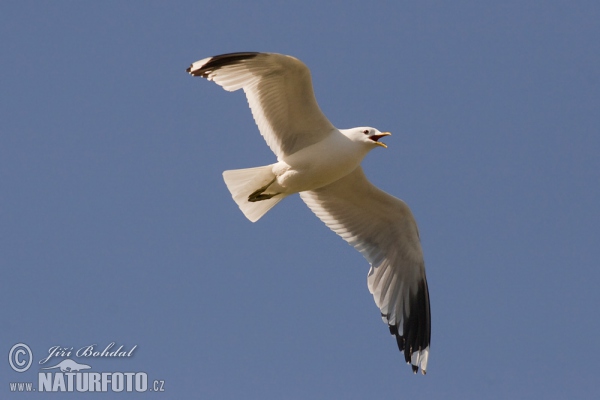 čajka sivá (Larus canus)