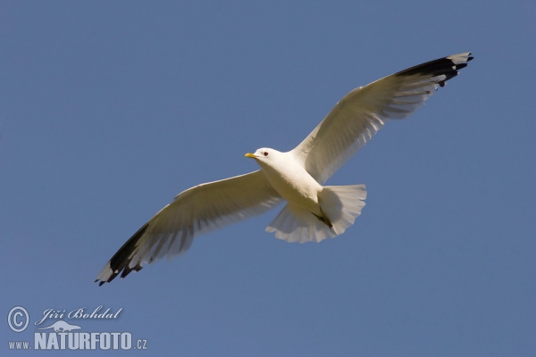 čajka sivá (Larus canus)