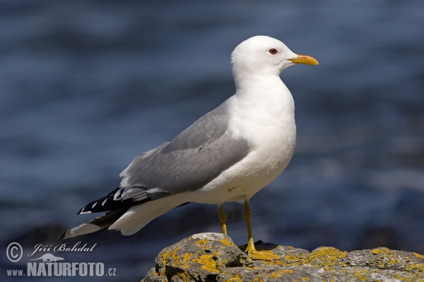 čajka sivá (Larus canus)