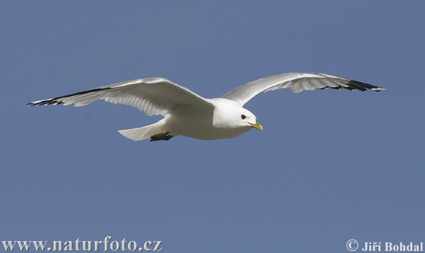 čajka sivá (Larus canus)