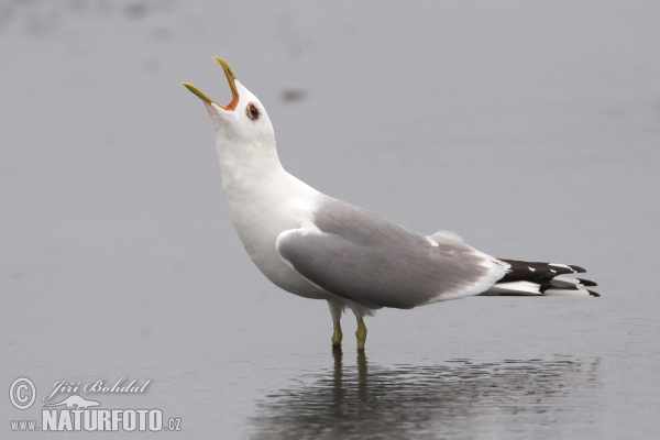 čajka sivá (Larus canus)